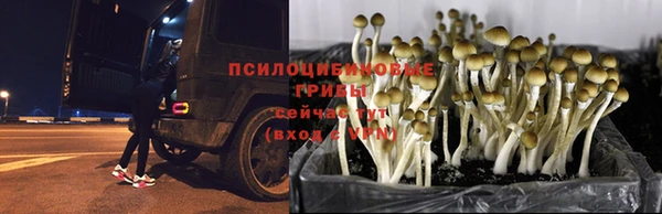 молекула духа Вяземский